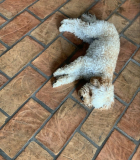 Filename=2021-12-26_23_49_51.jpeg
Filesize=369KiB
Dimensions=1080x1811
Date added=Mar 15, 2022 2021-12-26_23_49_51.jpeg